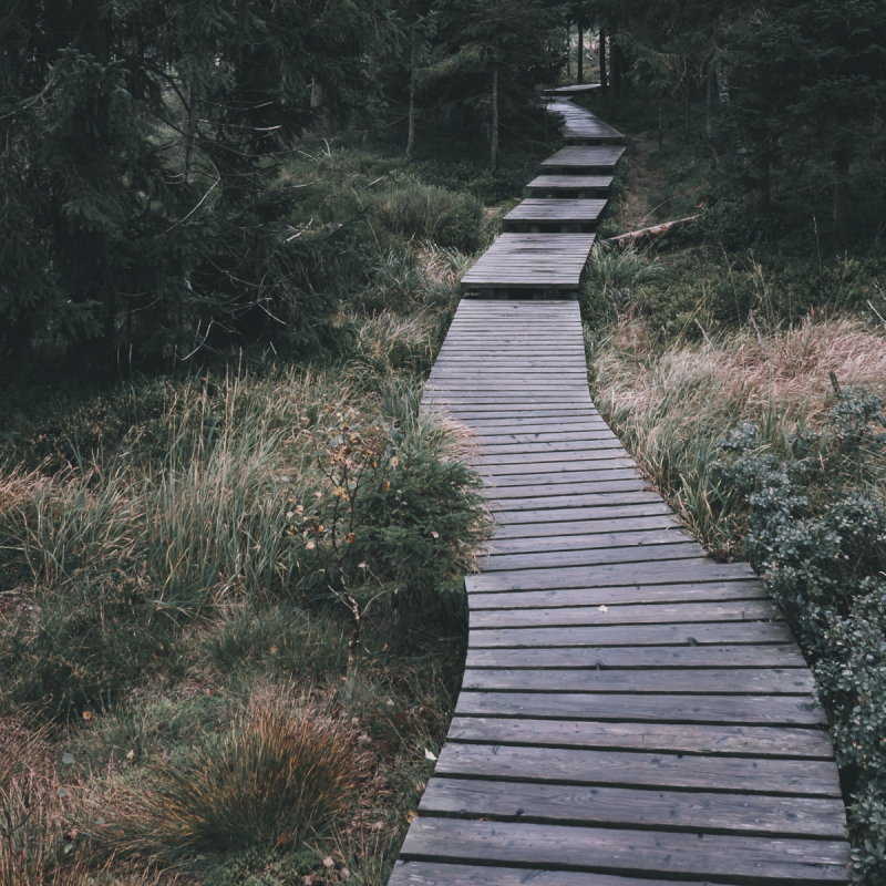 Moorland landscape, near the Brocken (Harz, Germany) - Part 2