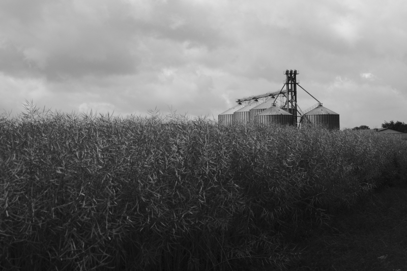 Building behind Fields of Rapeseed