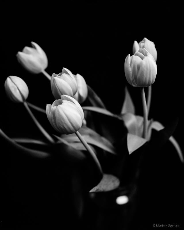 Tulips