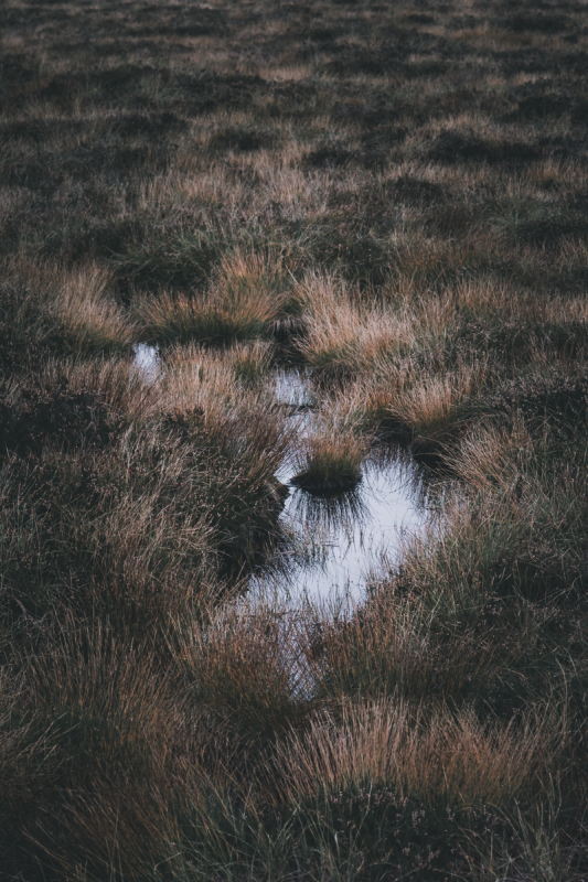 Moorland landscape, near the Brocken (Harz, Germany) - Part 1