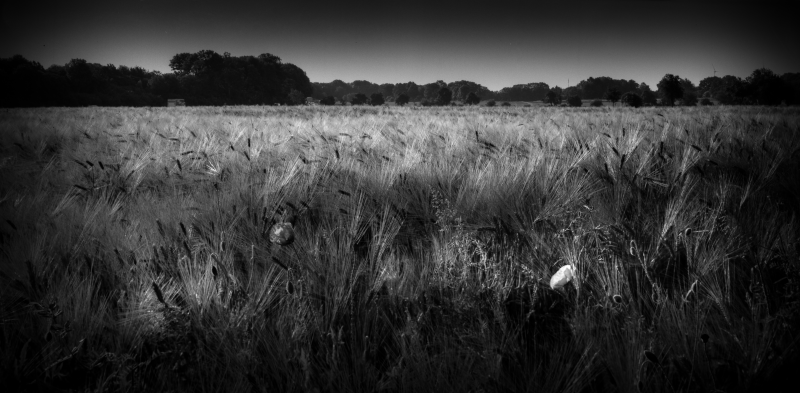 Poppies in cornfield